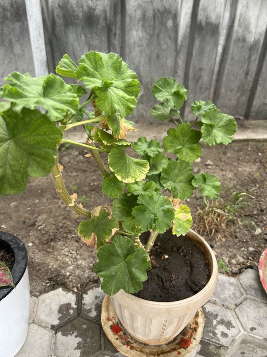 Герань красная