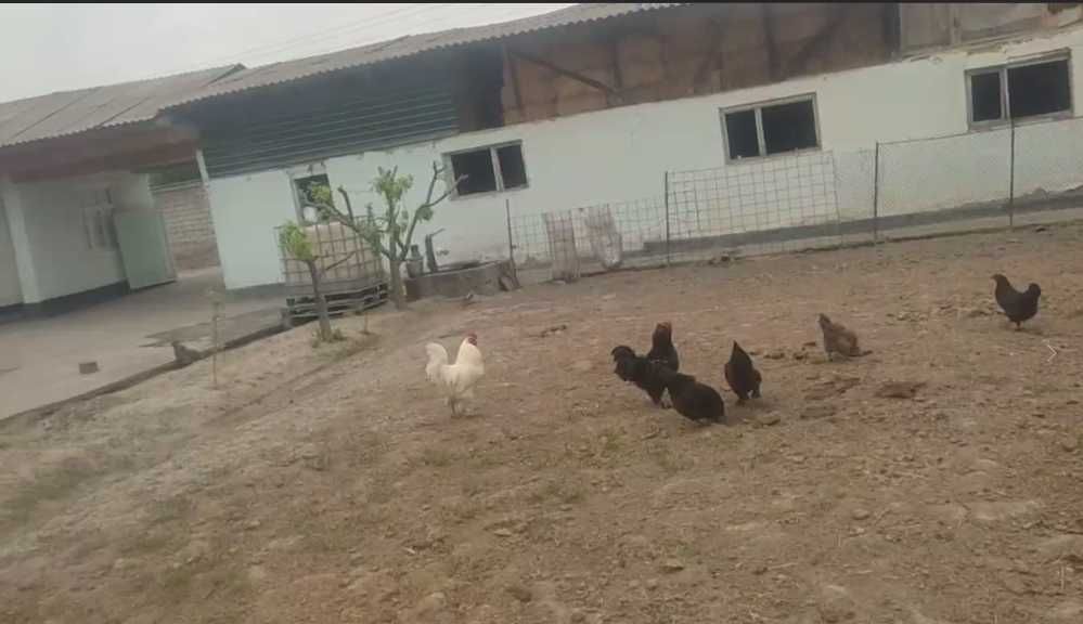 СРОЧНО Продам свой дом 11 сотых 
или 4 сотых земляная участка для дома