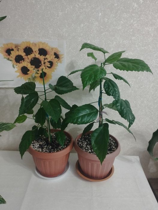 Кротоны пёстрые  ,район Евразии