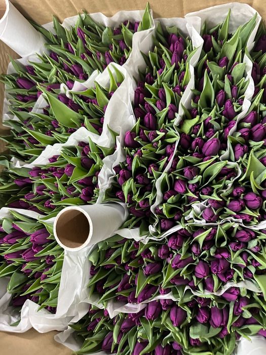 продам тюльпаны свежие