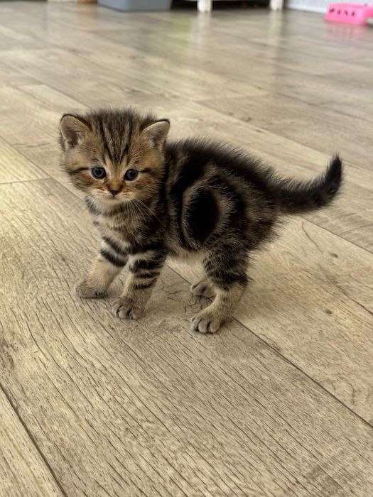Продам шотланский котят.
