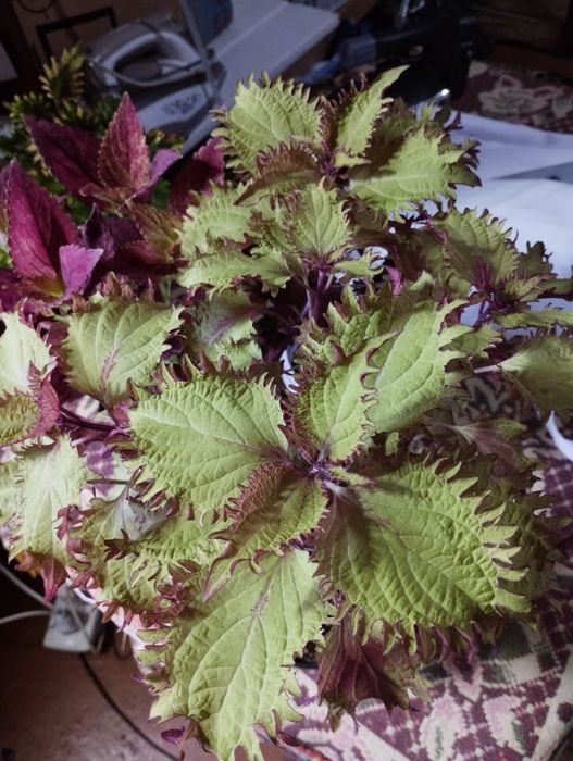 Срезики колеусов недорого