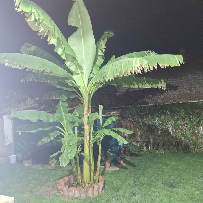 Банан палма  студоустойчив