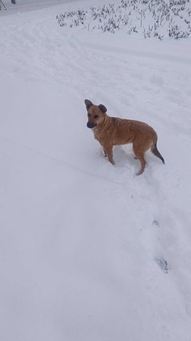 Найдена собачка девочка. Видно потеряшка