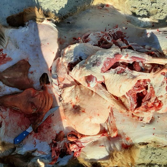 Семиз кой токты тусак кошкар