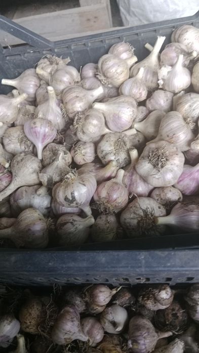 Продам свежий чеснок