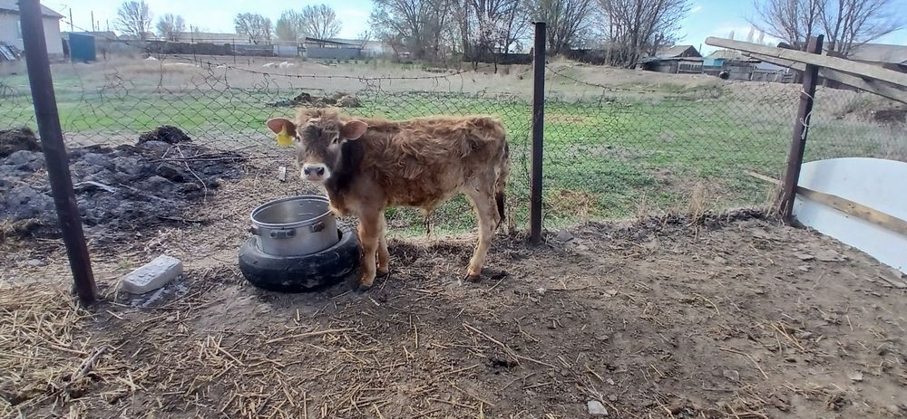 Продам бычка ...