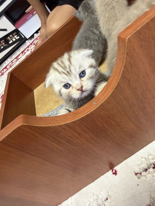 Британские котчта