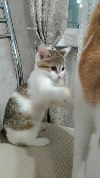 Отдам красивого котенка