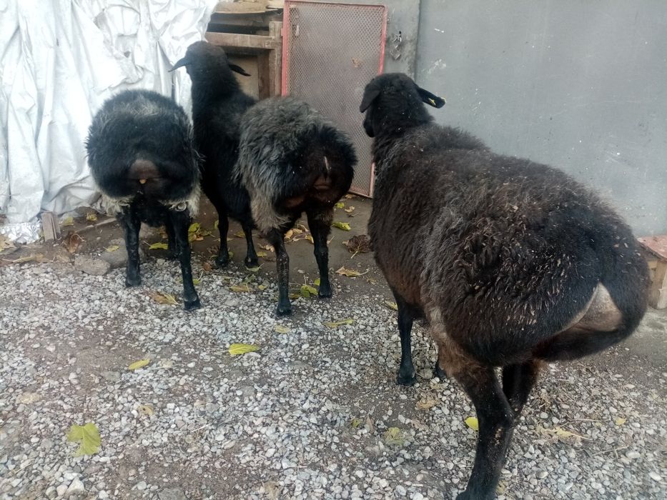 Бугоз куйлар сотилади