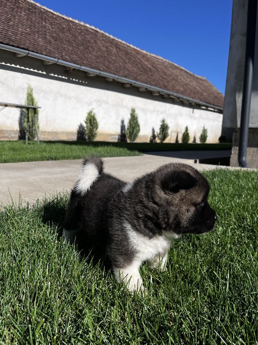 Akita american Mascul