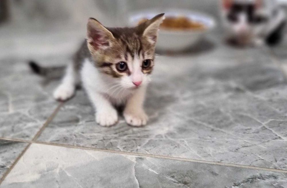Pui de pisica jucausi pentru adoptie