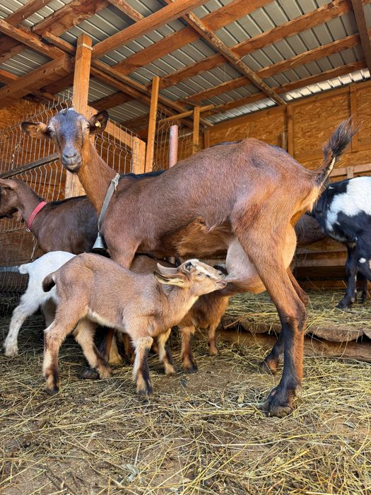 Capra rasa Alpin Francez si Anglo-nubian
