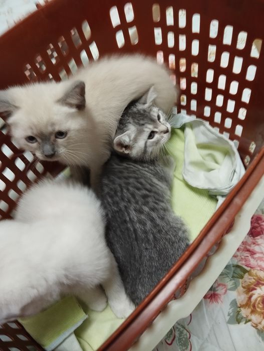 Продаются котята породы скоттиш фолд и скоттиш страйт