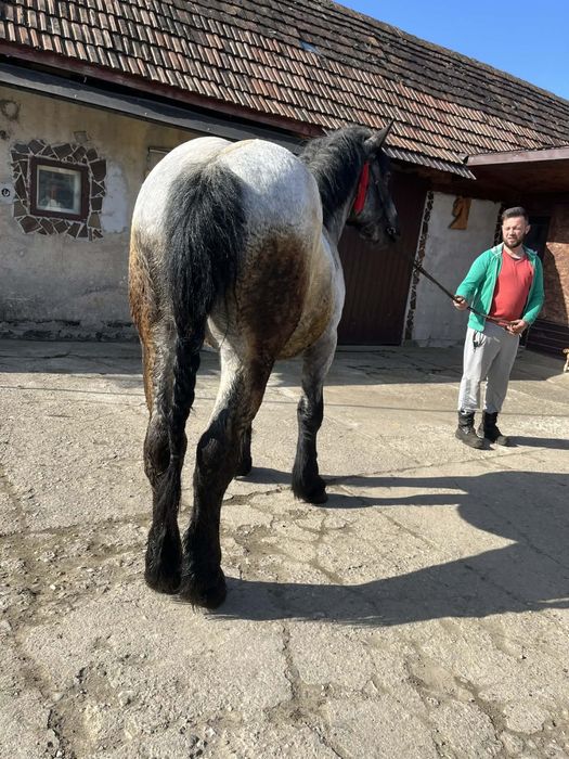 De vanzare 2manz sau schimb cu iapa sau armasar