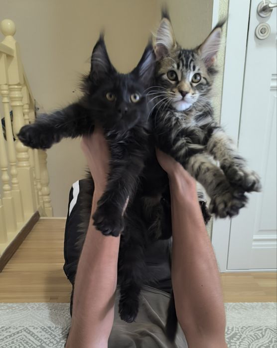 Котята мейн-кун от чистокровных родителей