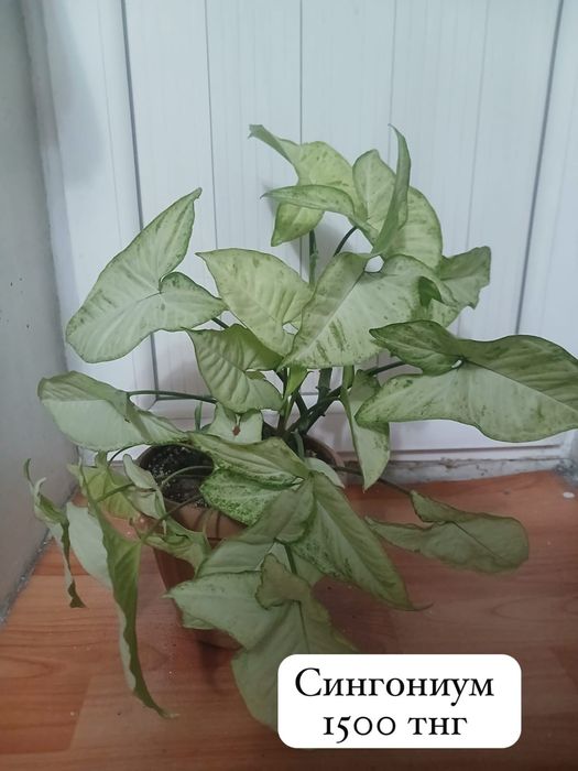 Домашние цветы ухоженные