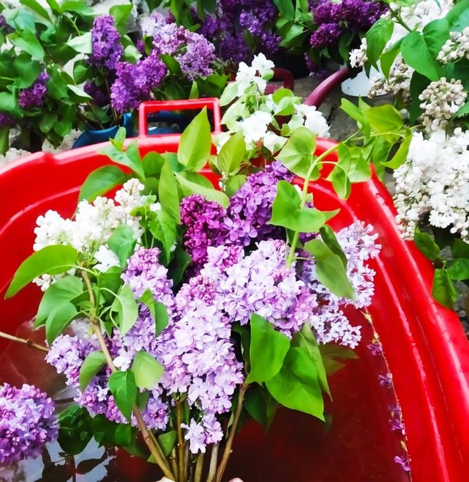 Продам колированную  сирень
