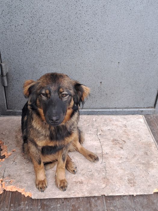 Отдам в хорошие руки девочку