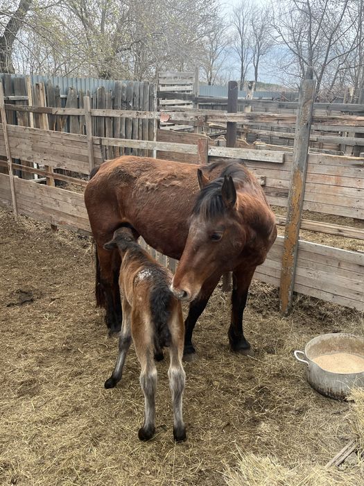 Бие құлынымен Кабыла