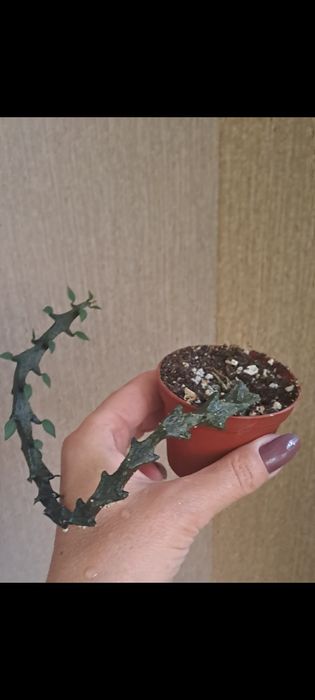 Церопегия Арманди