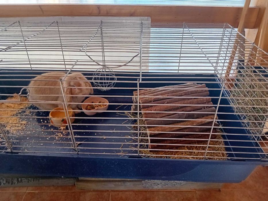 Vand iepure de rasa si cusca