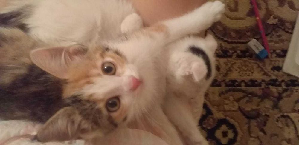 Котята 1,5 месяцев