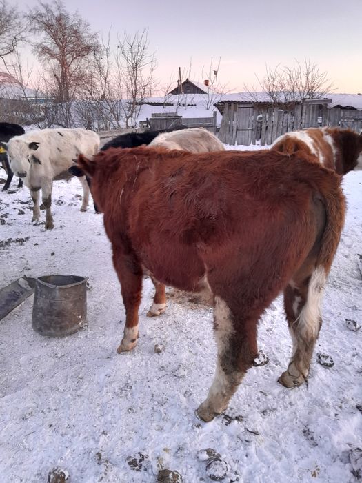 Продам через веса