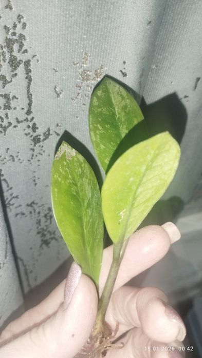 Продается Шикарный Черенок Замиокулькас вариегатный