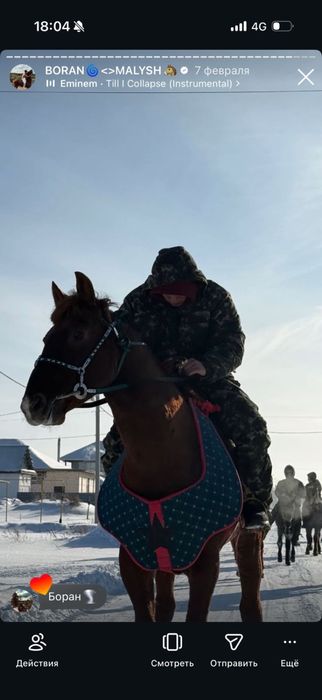 Кокпар ат срочнооо