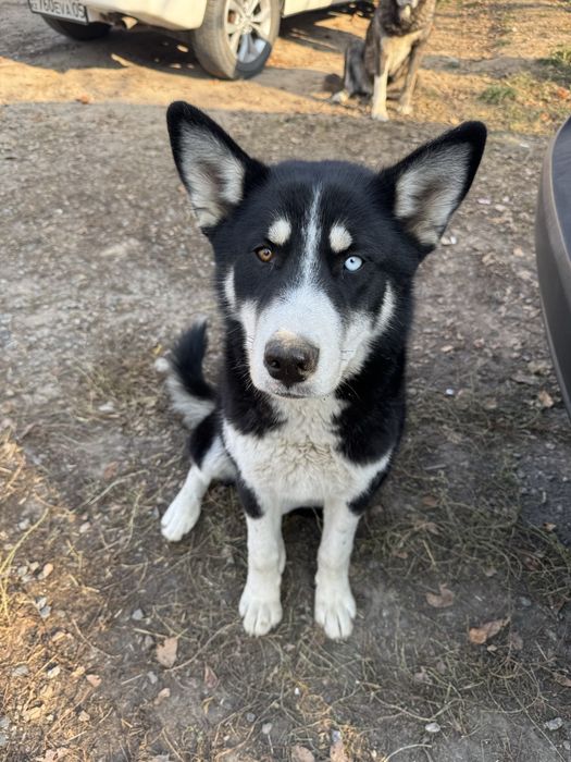 Хаски бесплатно