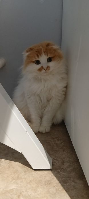 Отдам в хорошие руки