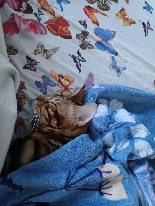 Продам бенгальского кота
