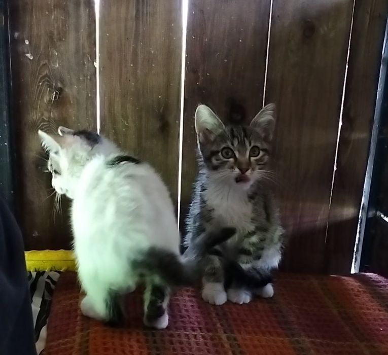 Котята мальчики в добрые руки! 2 месяца.