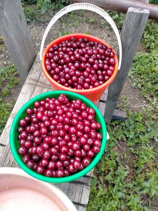 Продам садовую вишню