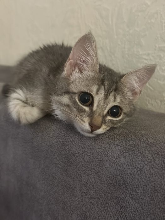 Отдам котенка , в добрые руки