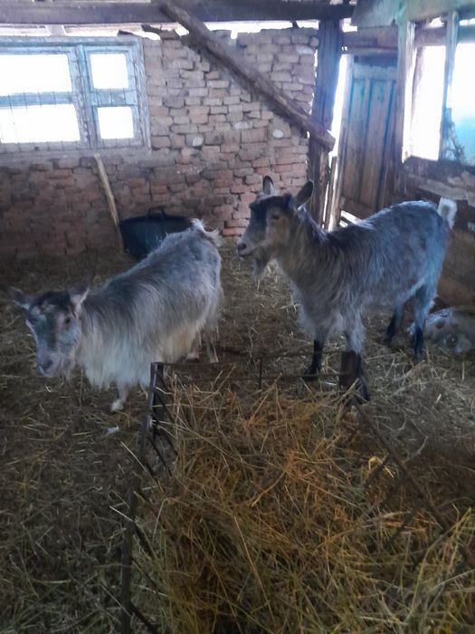 De vânzare două capre