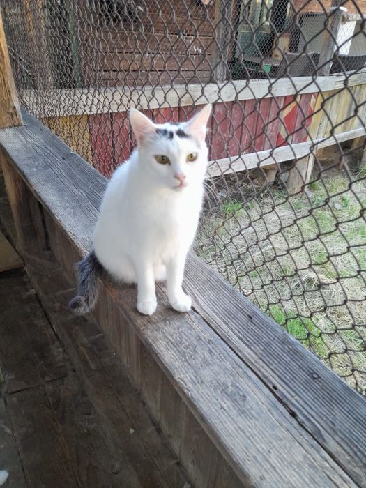 donez  pisici blânde, sterilizate și bine îngrijite