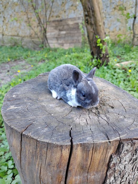 Vând iepurași Rex pitic din părinți tatuați rasă pură