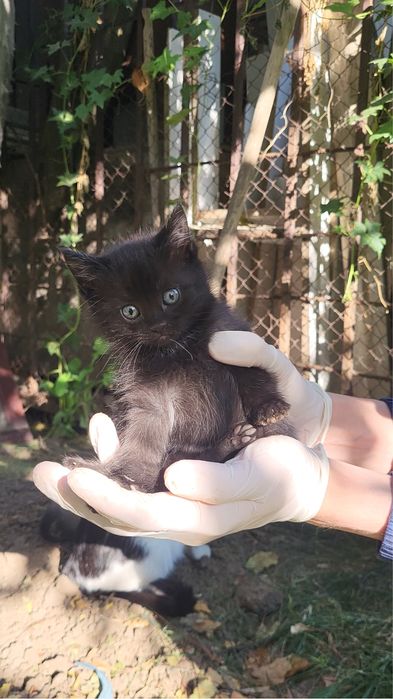 Котенок в добрые руки