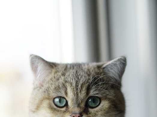 Британски Късокосмести котета