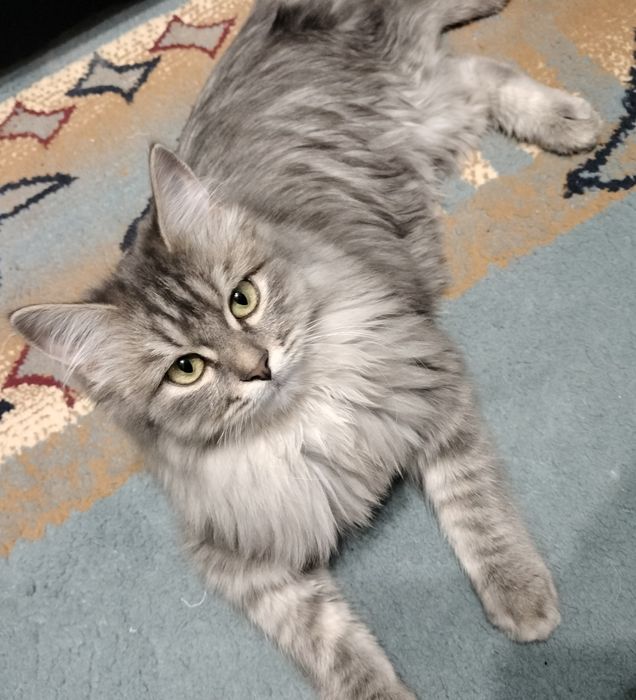 Отдам котика в хорошие руки