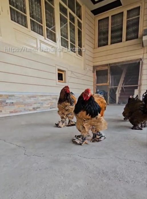 Брама палевый пух тухм жужалари сотилади