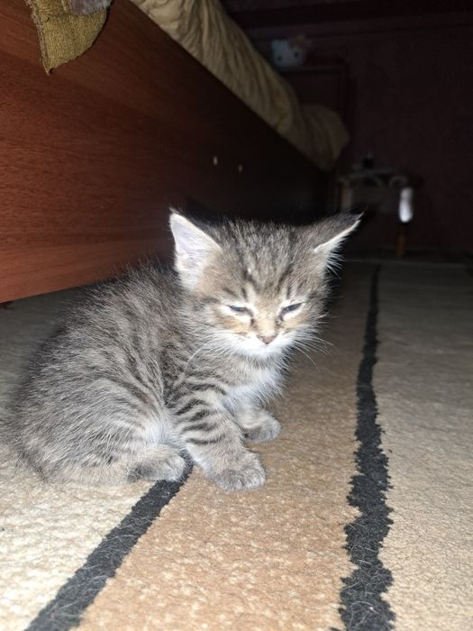 Отдам бесплатно 2 котят мальчики срочно!!!