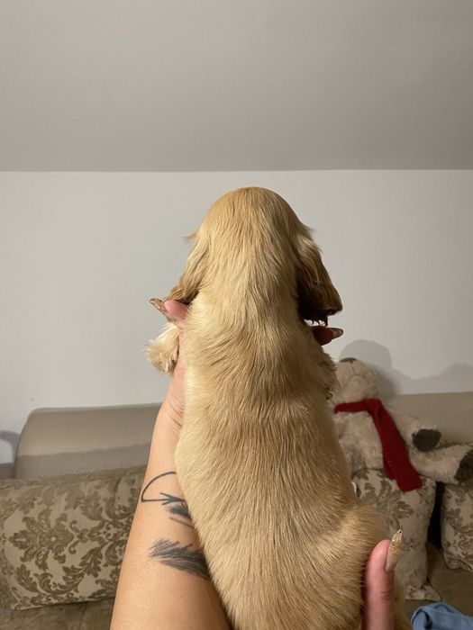 Cocker Spaniel baiat