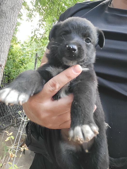 СРОЧНО! Нужен дом.