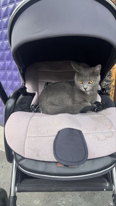 Отдам котика в добрые руки