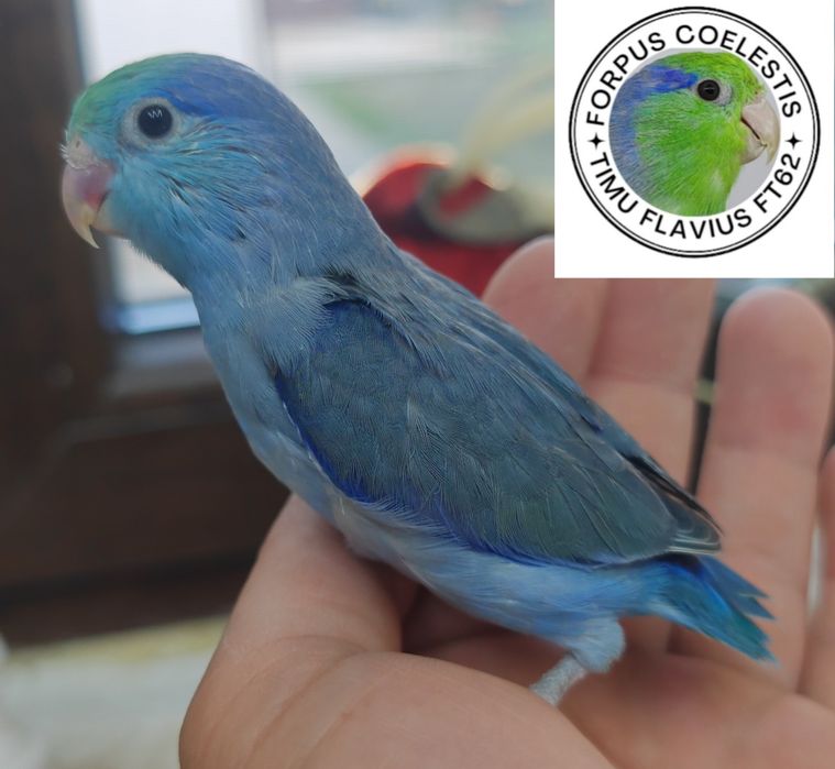 Papagali Forpus coelestis