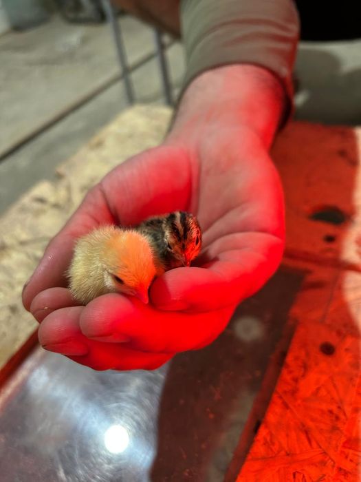 Бодене Перепелка суточная