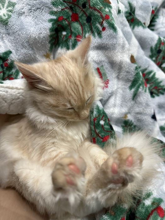 Toffi котенок астана